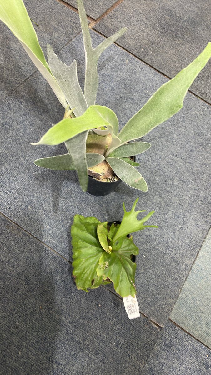 sakananooasis23's tweet photo. 7/6新入荷
植物🪴
・アロカシア　エレーン
・ビカクシダ　リドレイ
・ビカクシダ　ベイチー
・ディオスコレア・ドデカネウラ
・ラビシア　リアウスマトラ
#さかなのオアシス
#植物
#アクアリウム
#熱帯魚
#大阪市港区 https://t.co/JojbcaEUoF