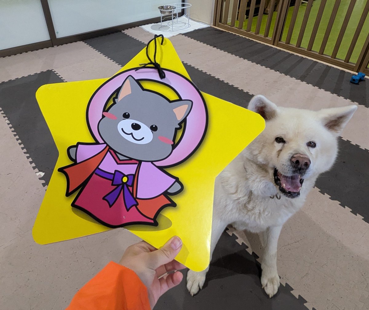 odate_akitainu's tweet photo. 本日7月7日(火)
午後の部(13:15~16:45)は、
白毛の男の子｢四郎(しろう)くん｣(8歳)がお出迎え中です🤍🐾

四郎くんの織姫様はどこかな？︎🌟

come say hello to Shiro！
M , 8y.o., good looking.

#きょうの秋田犬 #秋田犬の里 
#akitainu #akita https://t.co/ryczBTu8oR