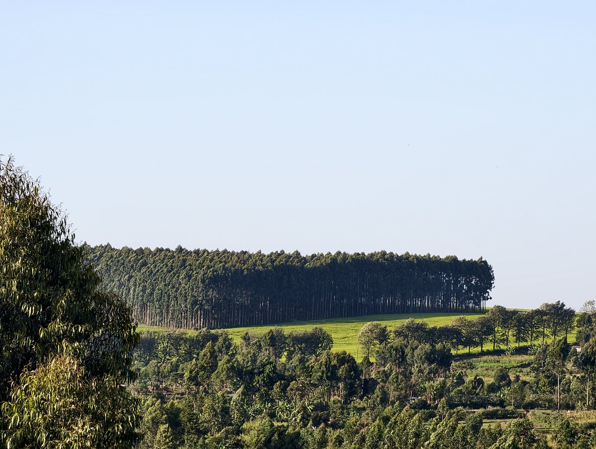 ronniechirchir's tweet photo. Morning views in Kericho the Green Town https://t.co/wAfYFn8ITA