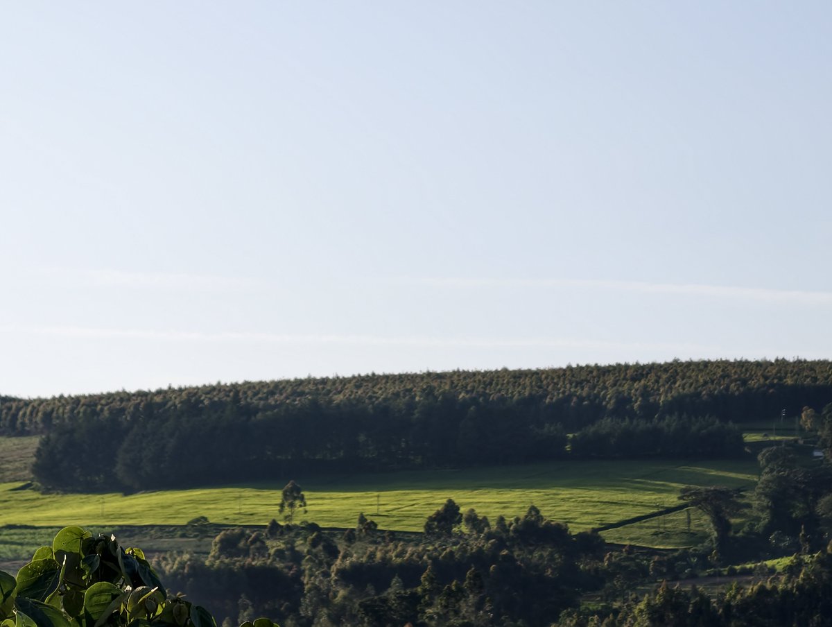 ronniechirchir's tweet photo. Morning views in Kericho the Green Town https://t.co/wAfYFn8ITA