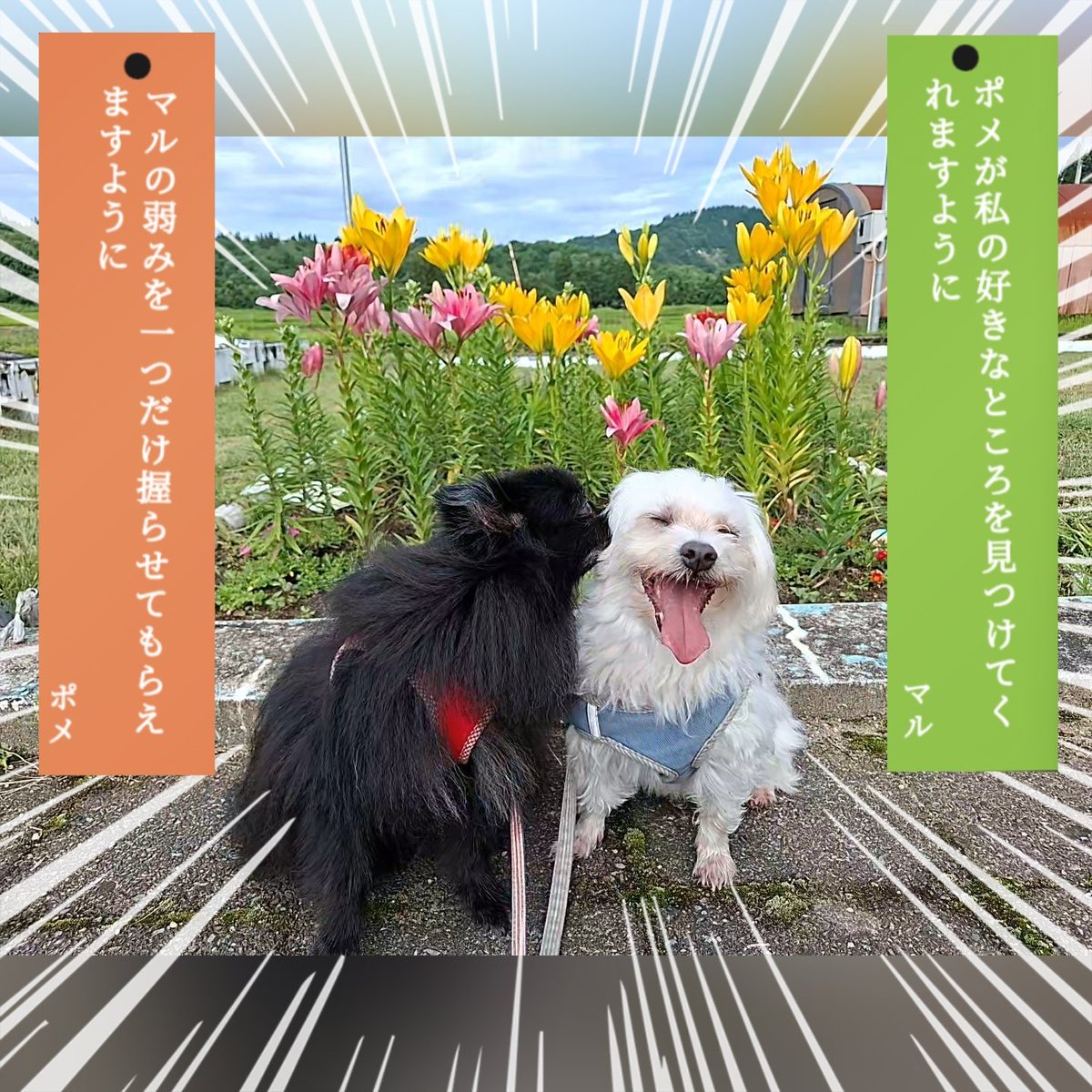 HAL35345474's tweet photo. 🐶ポメ…あんたって仔は！！

#マルチーズ #ポメラニアン #犬のいる暮らし #犬のいる幸せ #七夕

🐶マル…健気 ( ノД`)… https://t.co/sKTttiKJNV