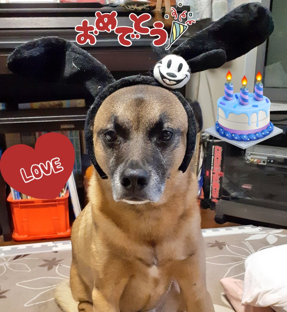 Noobu25's tweet photo. 🎁🎂本日🐶佐吉が
9才の誕生日を迎えました💐
３ヶ月で我が家に来て
あっという間に9才🐾
長生きしてね🙏この先も❗️
娘から、プレゼント
たくさーん貰いました🎵
#愛犬のいる幸せ 
#佐吉9才
#ハピバ https://t.co/r61ph06jOj