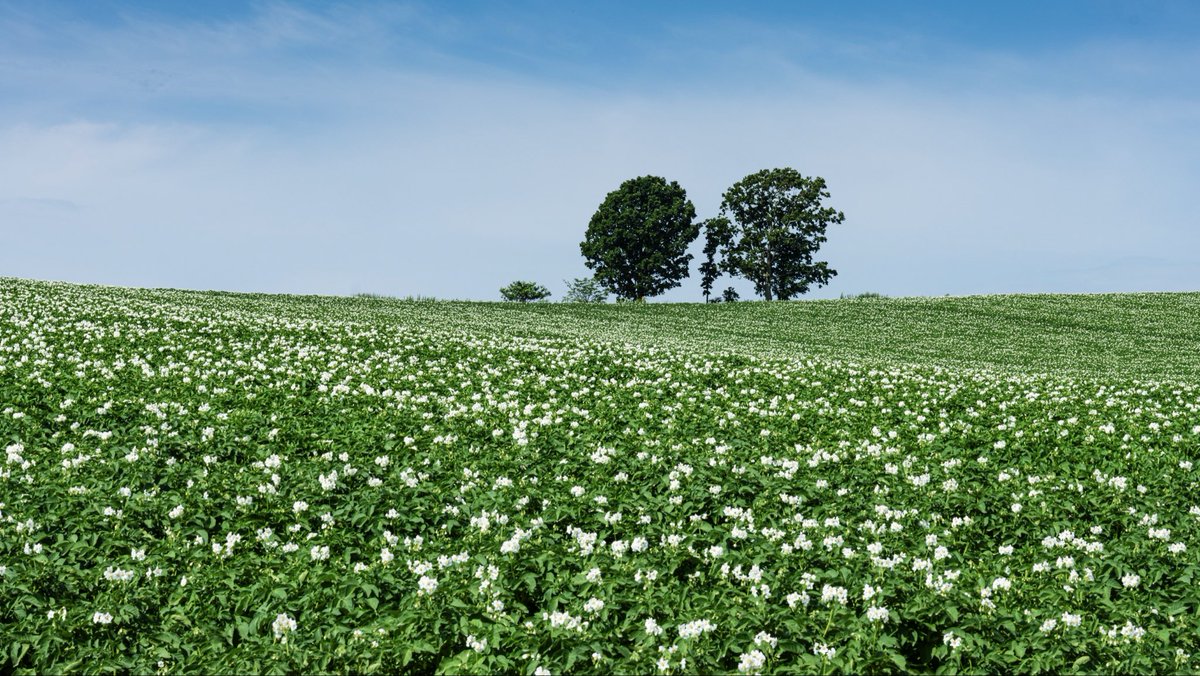 shadow8113's tweet photo. じゃがいもの花咲く
#��の光景 https://t.co/56zDfyRiXG