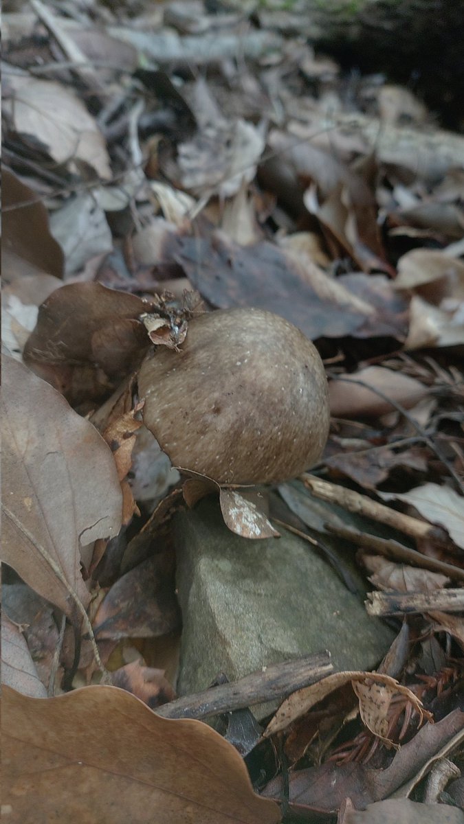 fungus