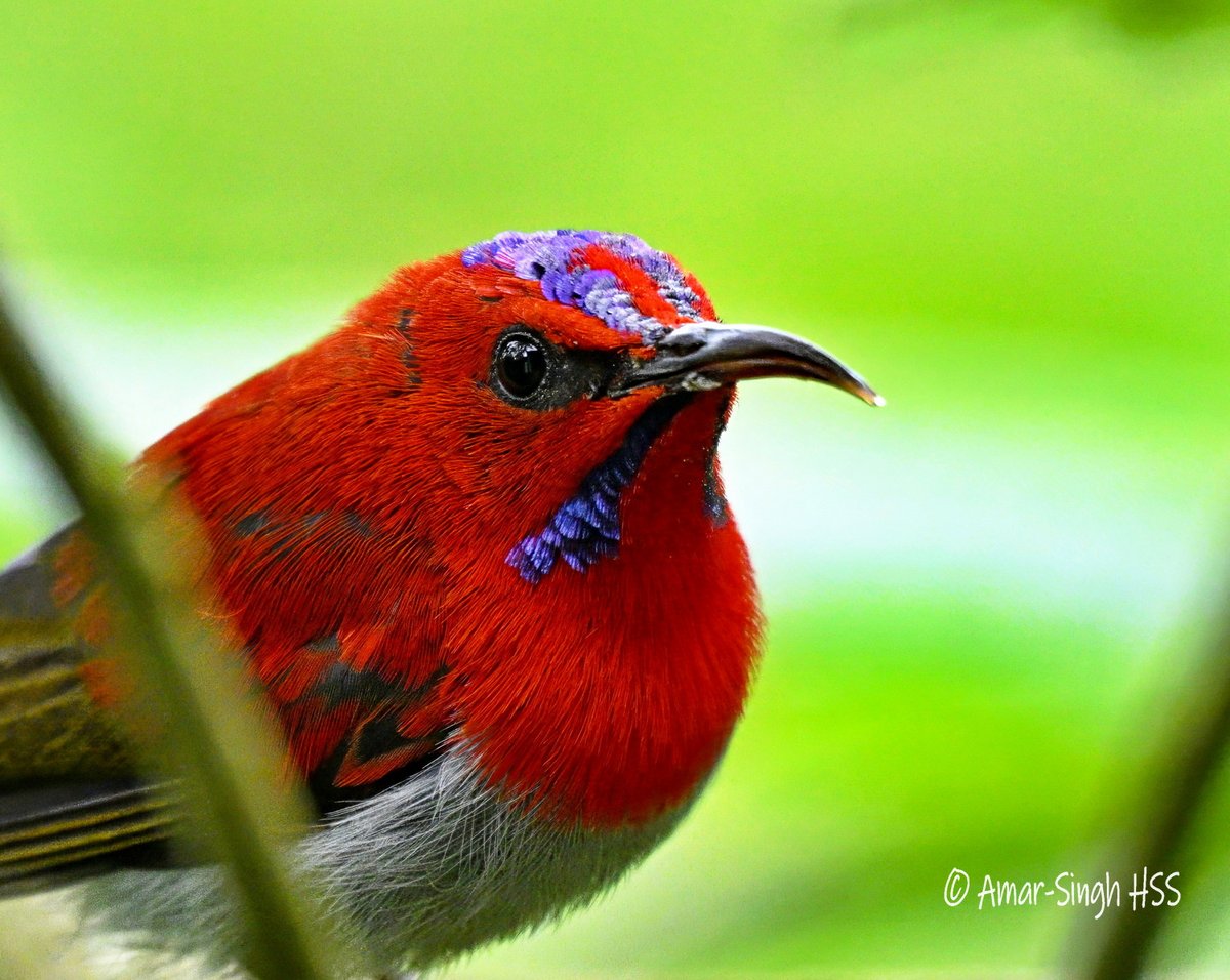 DrAmarMOH's tweet photo. There are sunbirds and then there are SUNbirds. I saw Temminck's Sunbird (Aethopyga temminckii) twice in the past few weeks but failed to get decent images. Here is an iridescent male from last year in Sabah.
@Avibase @orientbirdclub @IndiAves @birdsoftheworld @Team_eBird https://t.co/irptkD8Bgx