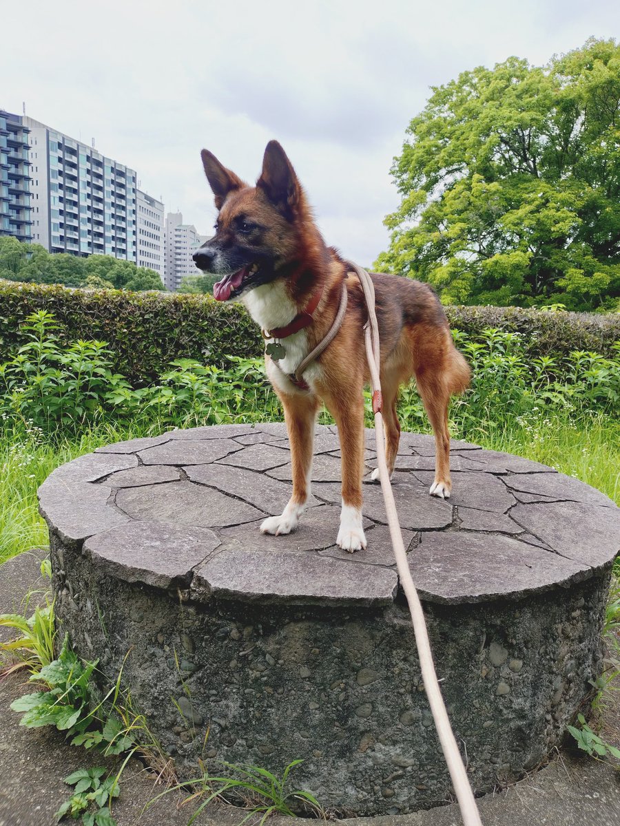 ruhchan1's tweet photo. 久しぶりにお掘の砲台のってきた

あめ🐶

#保護犬 https://t.co/A0EkhGIspd