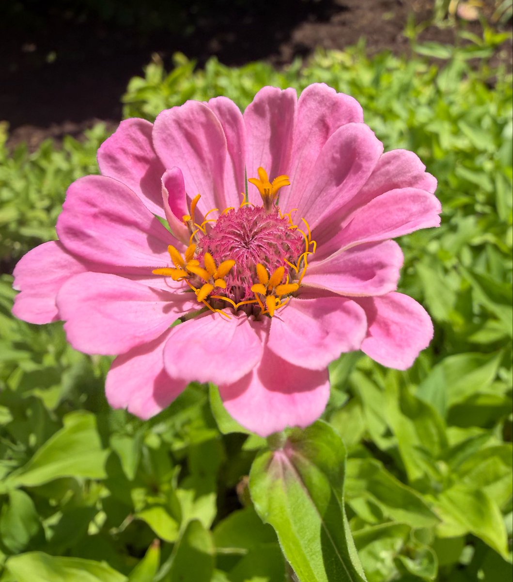 KayalPka's tweet photo. It’s not a matter of letting go; you would if you could. Instead of ‘Let it go’, we should probably say ‘Let it be’.
~ JON KABAT-ZINN
#FlowersOnTuesday
#Trust_the_Process
#Finding_joy_in_little_things
🩷💚🤍🩷💚🤍 https://t.co/OB4varGdYb