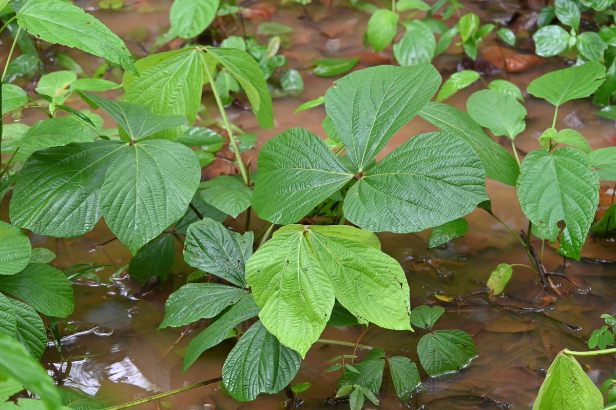 BiotechSanjeet's tweet photo. Know your #Forest #Medicinal #Plants from #Odisha
Flemingia nana Roxb. ex W.T.Aiton
Family: #Fabaceae
It is #native to the seasonally dry tropical #biomes of the Indian Subcontinent. The dwarf subshrub is widely distributed across #Central and #Eastern India.
It is a dwarf, #sal-associated #medicinal plant primarily found in regions like #Odisha, India. Its #medicinal applications are primarily drawn from #traditional folklore practices. The #roots of the plant are specifically used to treat #ulcers and soothe swellings.
#Medicinal #Forest #Odisha #Shrub #Fabaceae #Sanjeet
@SDG2030 @moayush @nmpb1 @EnvironmentPib @PCCFWL_Odisha @MohanMOdisha @PMOIndia @IPR_Odisha