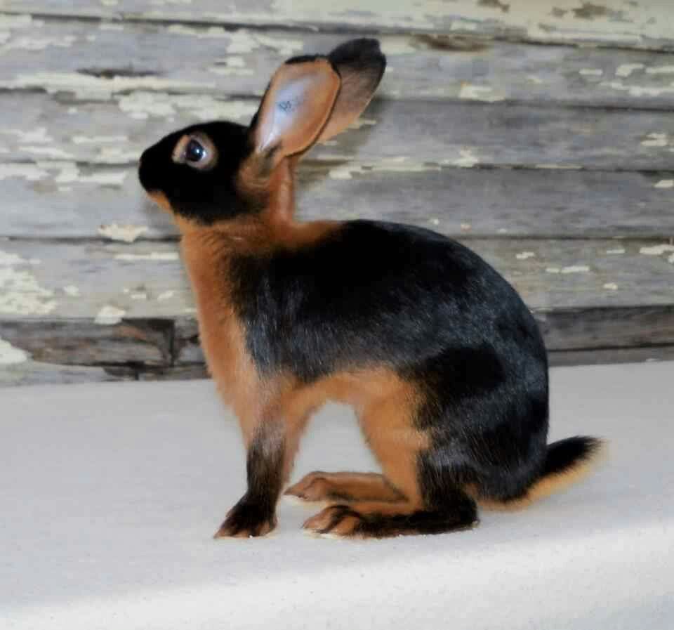 lettpoupette's tweet photo. good morning, the belgian hare strikes again🇧🇪!! https://t.co/elTQSVjNmB