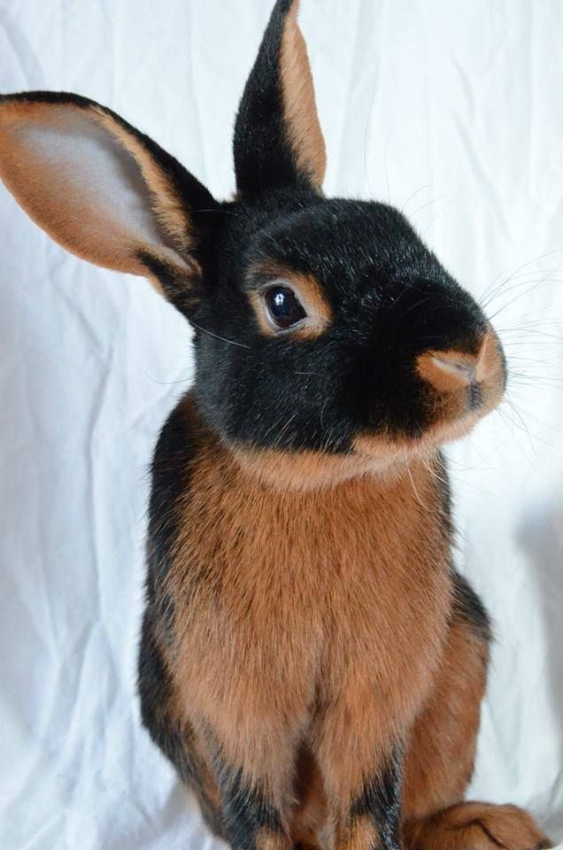 lettpoupette's tweet photo. good morning, the belgian hare strikes again🇧🇪!! https://t.co/elTQSVjNmB
