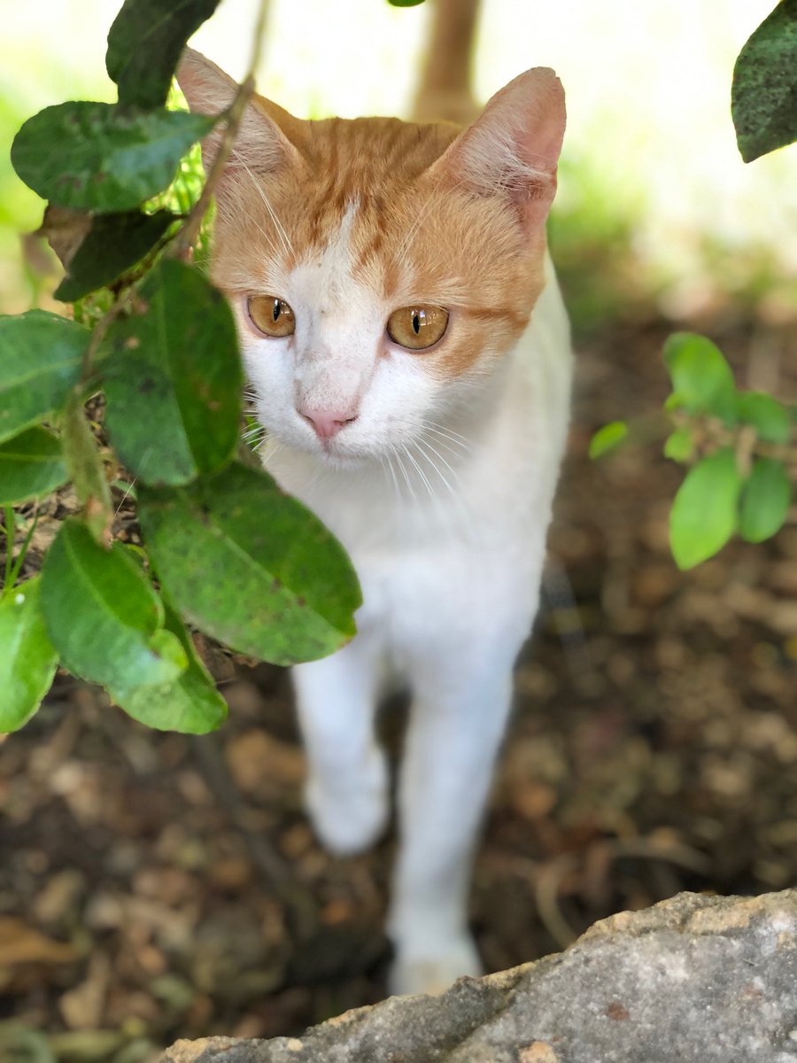 marie_nassar's tweet photo. Good morning X-Friends…Happy Tuesday 🌼🍃☕️🐈💚🤍🧡
My photo 📸

#TuesdayMorning 🌼 #CoffeeTime ☕️ #CatsLover 🐈 #StayPositive 💛 #BeKindAlways 💐 #PeaceAndLove 🕊️ https://t.co/Els6nTrn0l