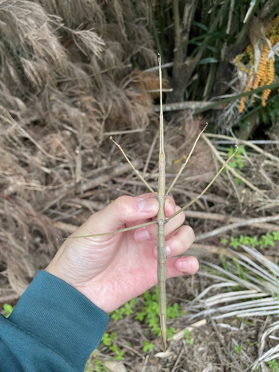 stick_insect_jp's tweet photo. 捕まっても枝を演じるプロ意識の高さ！
トガリナナフシの一種（♀） https://t.co/NrQv42nR7c