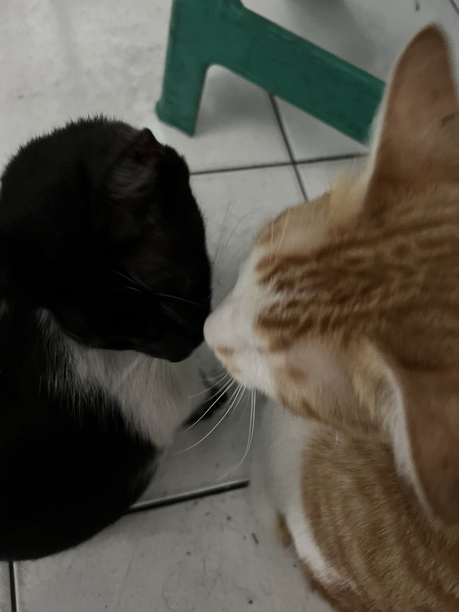 DavidTechTips's tweet photo. Cat post Day 1: https://t.co/poNRnQTQOp