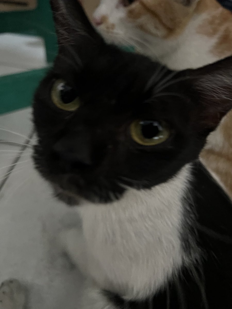 DavidTechTips's tweet photo. Cat post Day 1: https://t.co/poNRnQTQOp