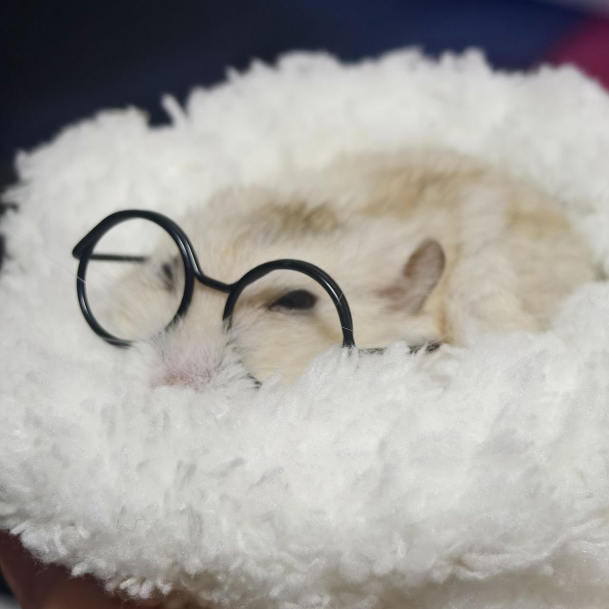 TweetsOfHamster's tweet photo. 🤓 https://t.co/XSTHr3rUEW