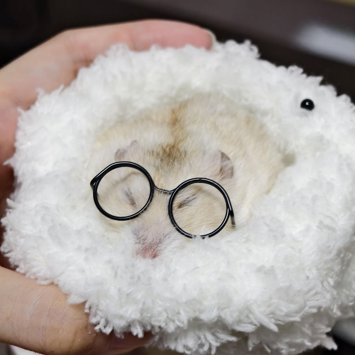 TweetsOfHamster's tweet photo. 🤓 https://t.co/XSTHr3rUEW