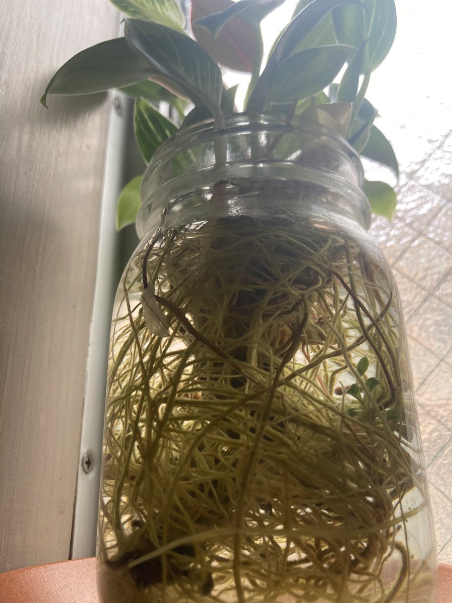bonomacaroni's tweet photo. 根腐れや枯れそうな植物を切り戻して、その都度水差ししてたら、
混合植物が完成しました🪴
過去にも何度かやっていて、ここから土に戻すとまた枯れてしまう🍂
ここがお気に入りなのでしょうかね🪟☀️ https://t.co/g2tnOWSu37