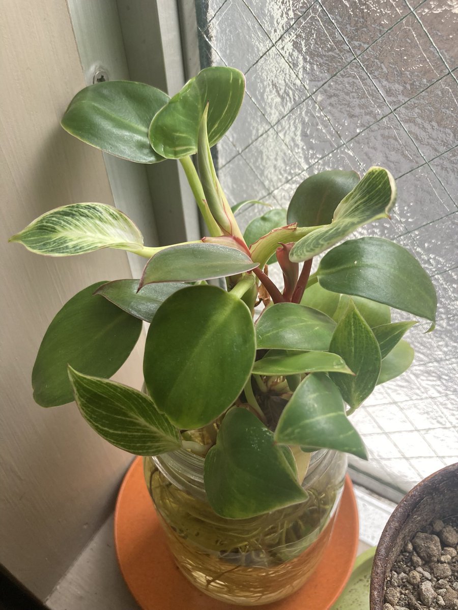 bonomacaroni's tweet photo. 根腐れや枯れそうな植物を切り戻して、その都度水差ししてたら、
混合植物が完成しました🪴
過去にも何度かやっていて、ここから土に戻すとまた枯れてしまう🍂
ここがお気に入りなのでしょうかね🪟☀️ https://t.co/g2tnOWSu37
