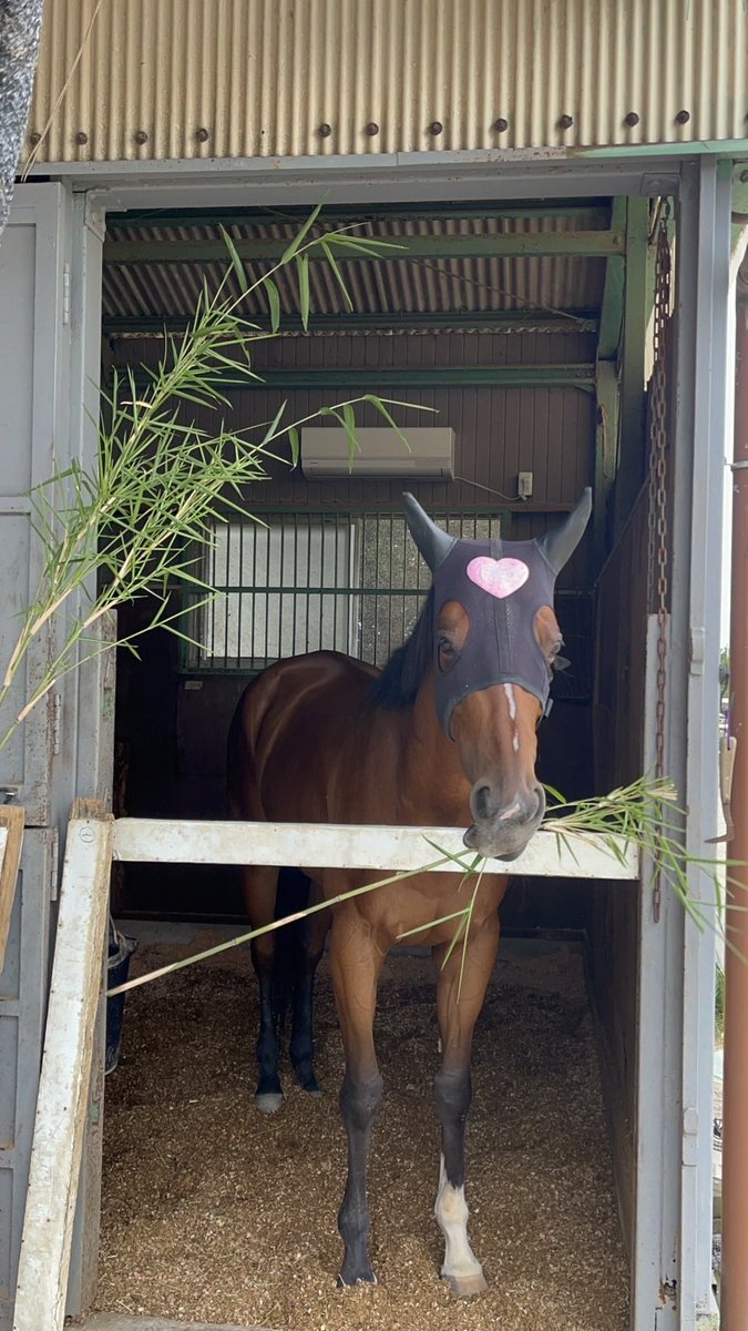 aorakipounam's tweet photo. 🎋今日は七夕👸🤴🐴
関東地方では(特に千葉県)🎋七夕馬🐎と言われるものがあり、草で作った馬の人形なのですが、これの意味はご先祖様を迎え入れる乗り物として作られたり🌱
織姫と彦星が一年に一度出逢う為に天の川渡る時に七夕馬を使うとされたり🌌
しているそうです🧐
そのほかにもいつも頑張ってる馬への労いの意味もあるみたいですね💡
織姫と彦星のキューピッド役👼🏻を期待して
ポウナム💚に笹の葉を見せたら
相変わらずの食いしん坊ぶりでした🌿🤭

いつも頑張ってるからポウナムの日でもあるよね✨いつもありがとポウ姫💚🥰姫
#アオラキファームあるふぁ
#ポウナム　#七夕　#七夕馬　#笹の葉
#キューピッド #食いしん坊　#ポウ姫