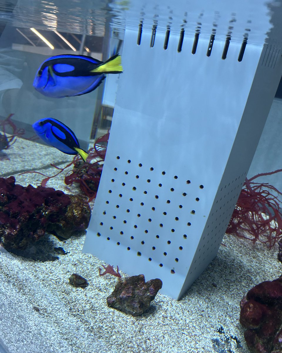 bell_5869's tweet photo. アクアリウムきれーい！🌱🐟 https://t.co/wcp1k7lSIi