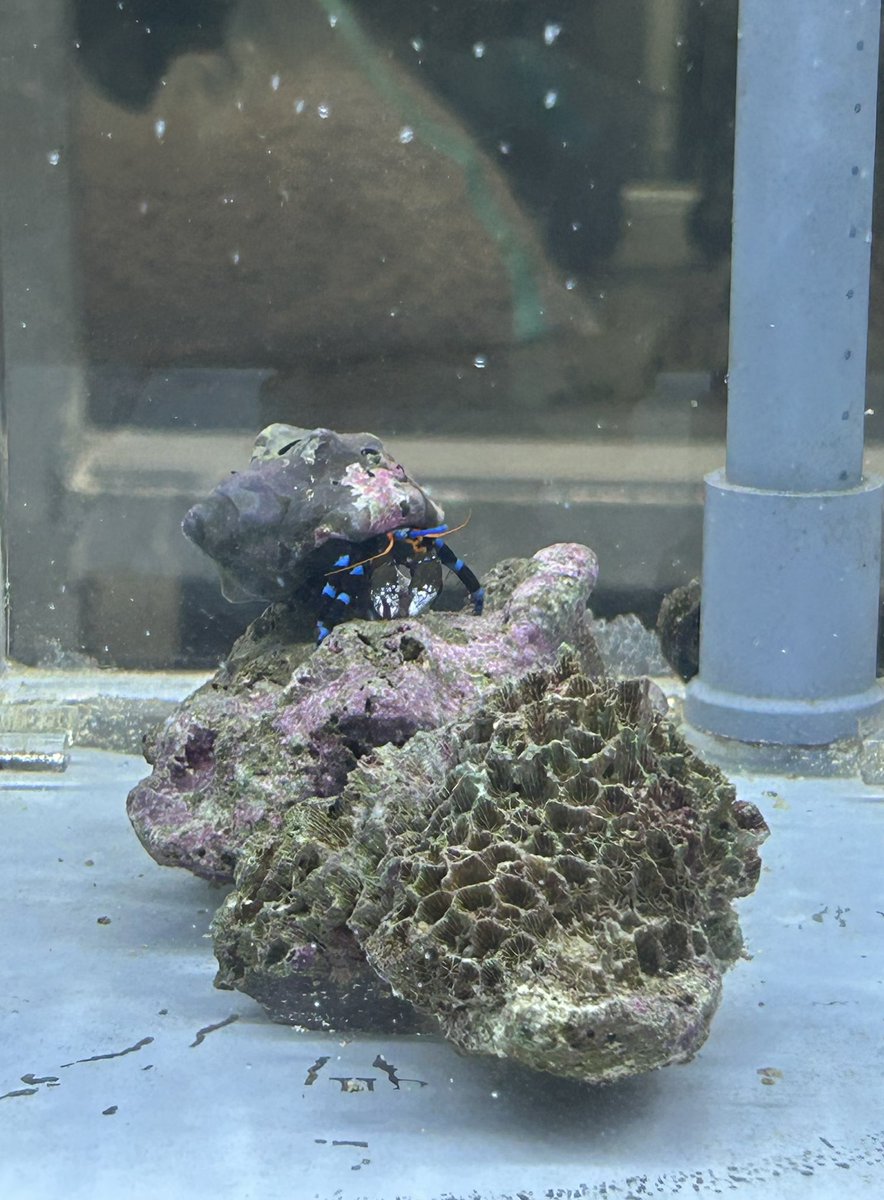 bell_5869's tweet photo. アクアリウムきれーい！🌱🐟 https://t.co/wcp1k7lSIi