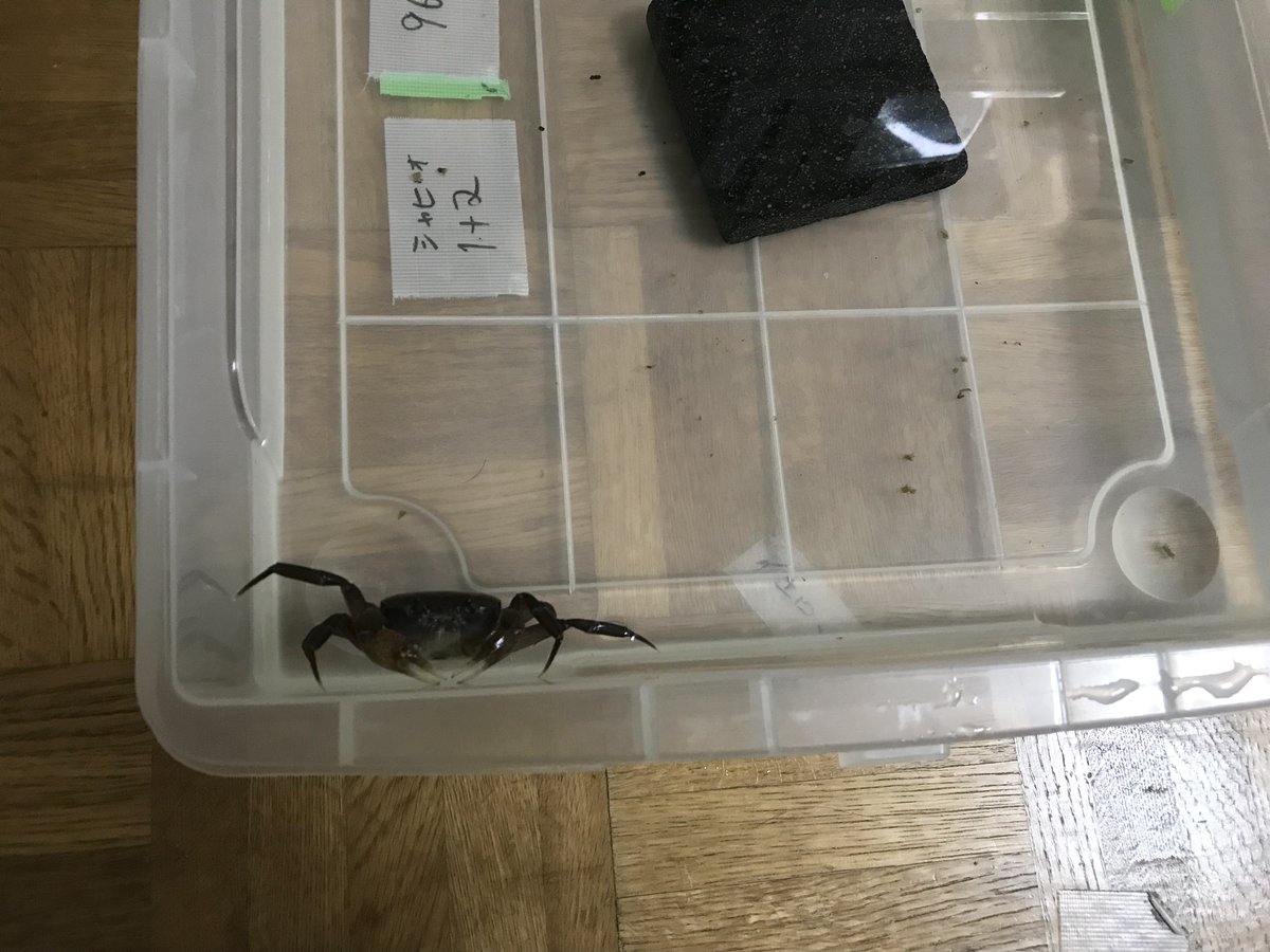GonsukeG's tweet photo. 俺様の餌はまだなのか？ https://t.co/wLelgbxWnk