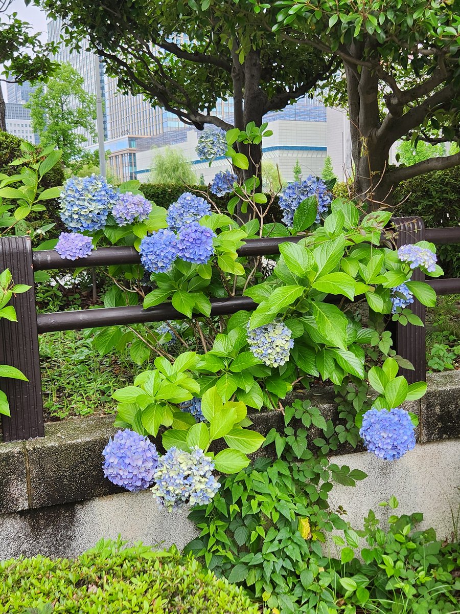 jyozefu2's tweet photo. 日比谷公園お散歩
綺麗に咲いたね https://t.co/GY8Gl8lwff