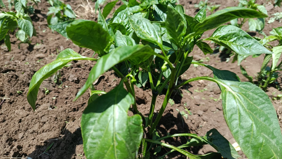 kalebndolo's tweet photo. Farming isn’t just work — it’s therapy. Waking up to green fields, nurturing seedlings, and watching them thrive... nothing beats it.

To all farmers out there: Keep pushing, the soil rewards consistency.
What’s your favorite part of farm life? 👇
#superbellf1 #Farmlife #KeepWinning