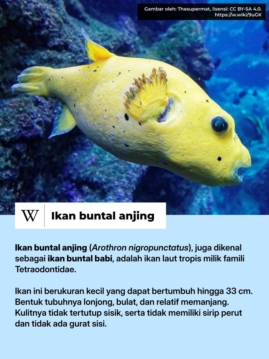 idwiki's tweet photo. Ikan ini bernama "ikan buntal anjing" atau juga disebut sebagai "ikan buntal babi". https://t.co/QVHlLcJ7Ss