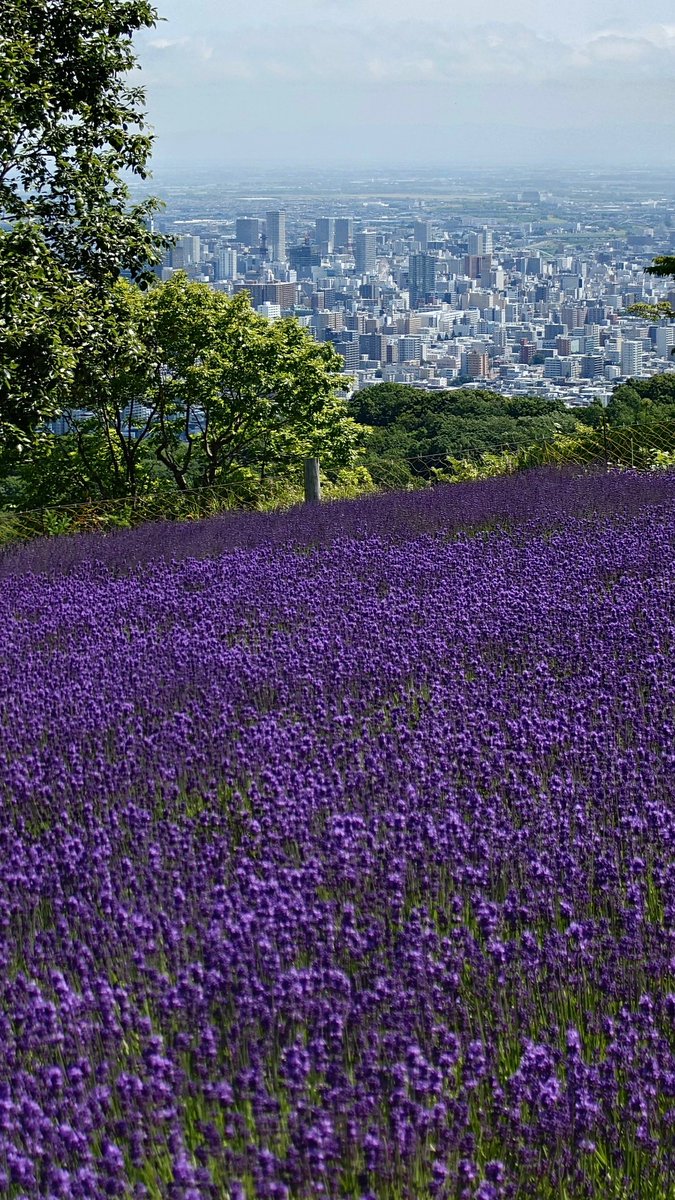 kiritappu's tweet photo. このラベンダー園、札幌市中央区です！ https://t.co/APKjPjjcsP