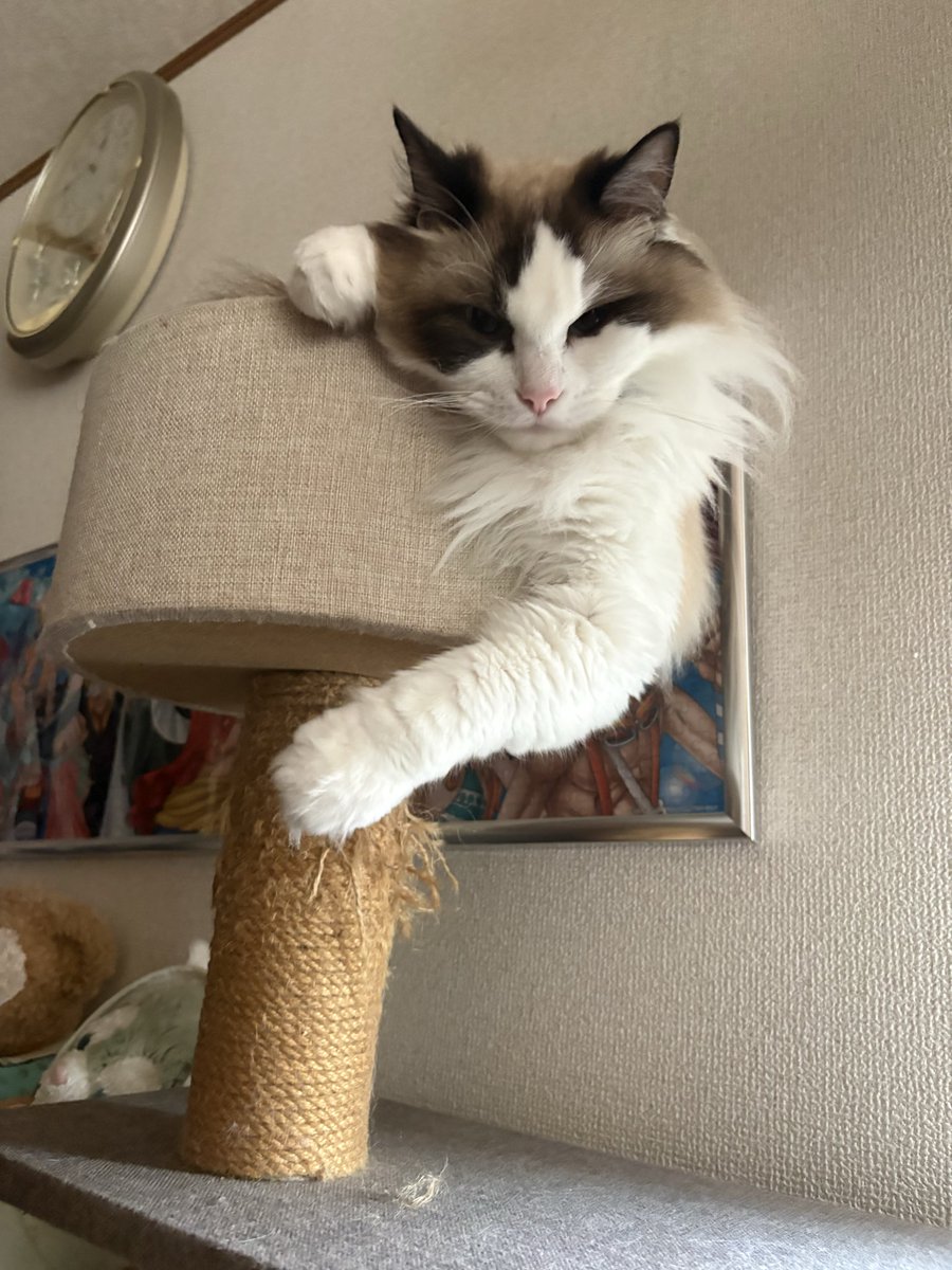 oooooxx88's tweet photo. せまいねーかわいこちゃん。
新しいの買ったのに定期的に古いのにくる https://t.co/opNJNWy25z