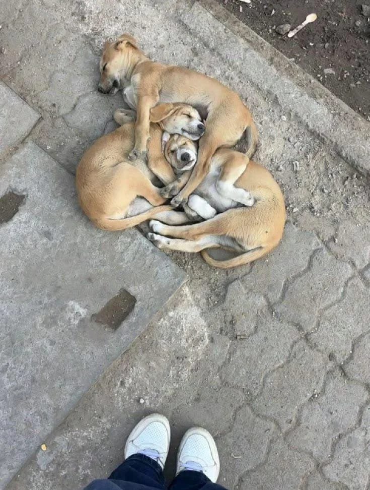 jeevansharya's tweet photo. No roof. No pillow. No bed. No blanket. Just each other. ❤️🐾
While we sleep in comfort, millions of voiceless community animals survive on our streets with nothing but each other.
They don't ask for luxury—only food, water, safety, and kindness.
We urge authorities to support stronger animal protection laws by amending the Prevention of Cruelty to Animals Act, 1960, ensuring stricter penalties for cruelty, and promoting humane solutions through sterilization, vaccination, and public awareness.
Every life matters. Compassion is our duty. 🐾❤️
@PMOIndia @narendramodi @gupta_rekha @CMODelhi @OpIndia_com @indSupremeCourt
@moefcc @AwbiBallabhgarh
#AmendPCA #StopAnimalCruelty #BeKindToAnimals #VoicelessSouls #CommunityDogs #AnimalWelfare #EveryLifeMatters #CompassionMatters