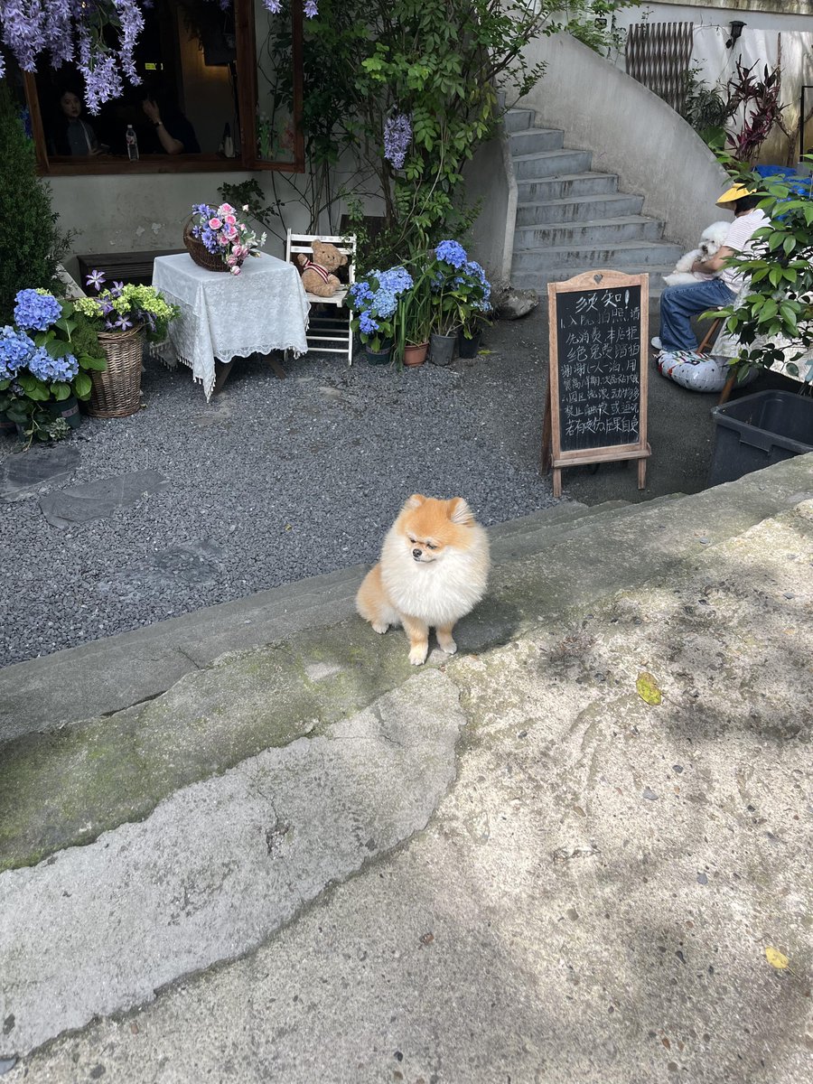LdomGemma's tweet photo. お出迎え犬、ふふ。あそこに座ったまま全然動かないの、すごくお利口さん。 https://t.co/YmxJbPCrGl