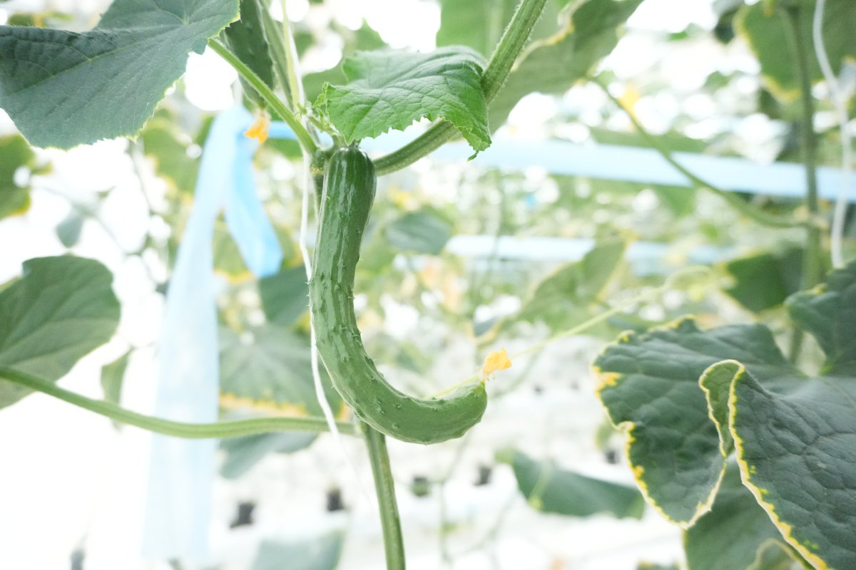 agrist_inc's tweet photo. AGRIST、農水省「開発供給実施計画」の認定を取得

農林水産省の「スマート農業技術活用促進法」に基づき、「開発供給実施計画」の認定を受けました。
今回の認定により、きゅうり栽培における「下葉かき」「摘果」の自動化技術開発を加速させます。既存の自動収穫ロボットへ新た https://t.co/mJJbXIp2qs