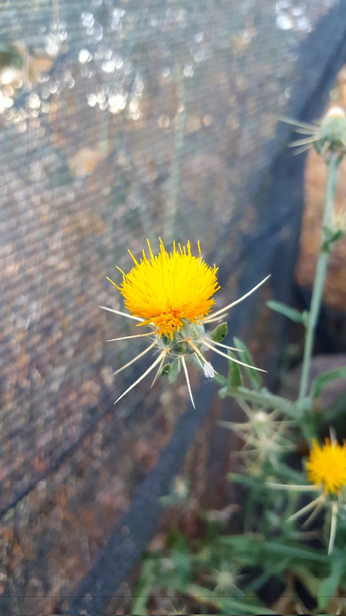 YS13401340's tweet photo. Günaydın  🌼🌱 https://t.co/8Mzt2iuqyH