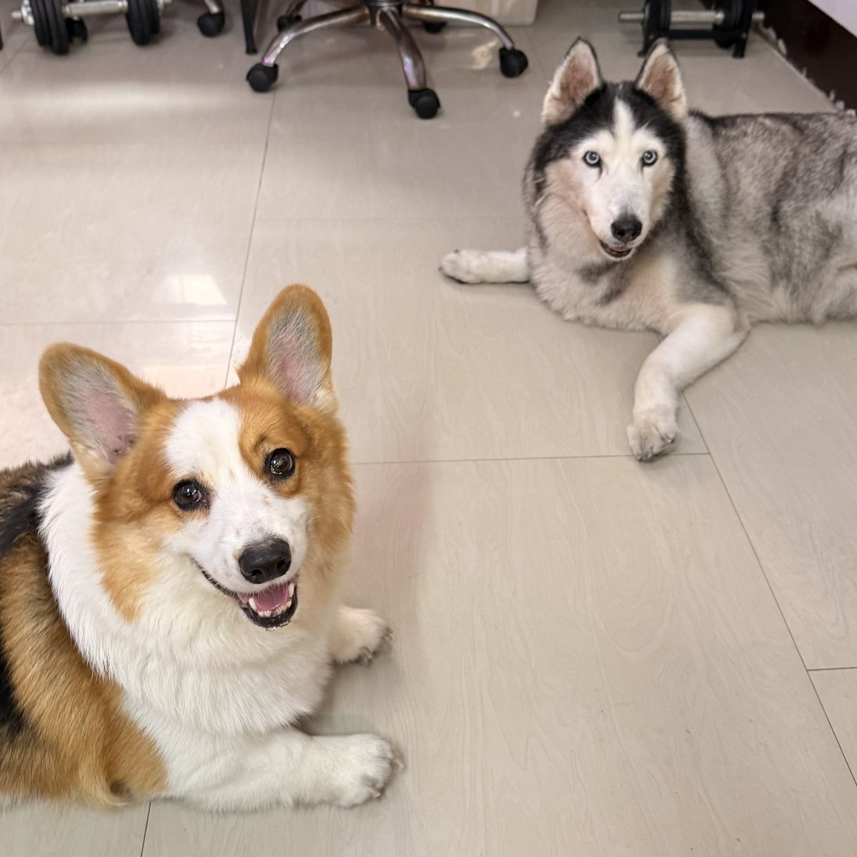 pcnsnji's tweet photo. 6/7 AM: Had a small scare because Nugget had some vomitting earlier but spirits are up as of now. Boscoe and Imala also tested positive, Talia did not, but is treated the same due to all four’s constant proximity. https://t.co/duFiH54GoX