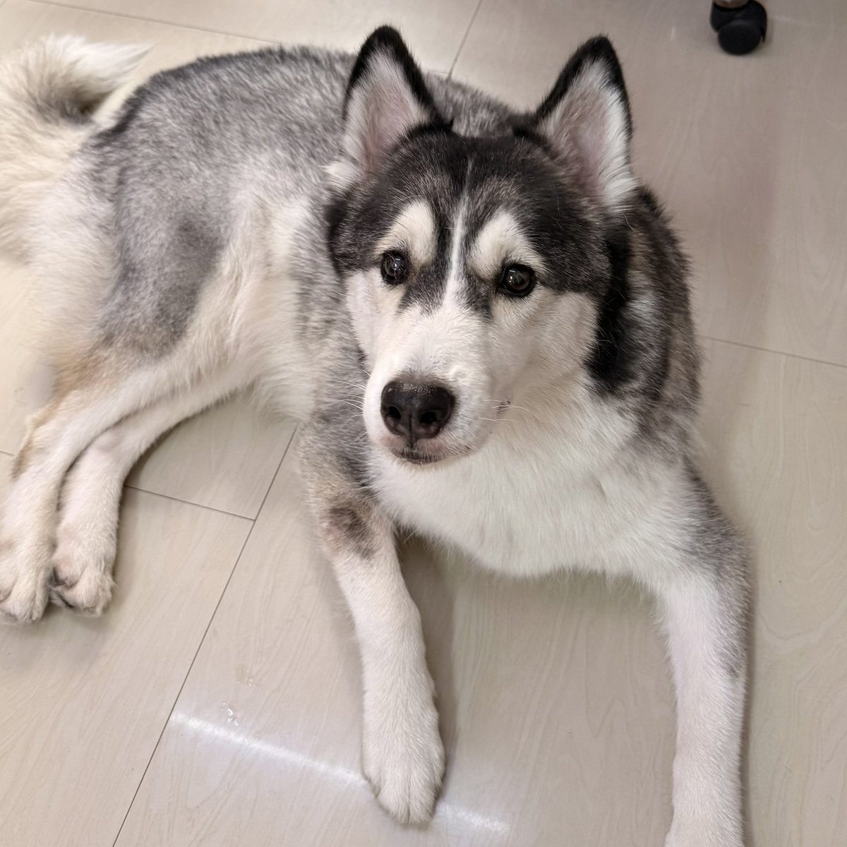 pcnsnji's tweet photo. 6/7 AM: Had a small scare because Nugget had some vomitting earlier but spirits are up as of now. Boscoe and Imala also tested positive, Talia did not, but is treated the same due to all four’s constant proximity. https://t.co/duFiH54GoX