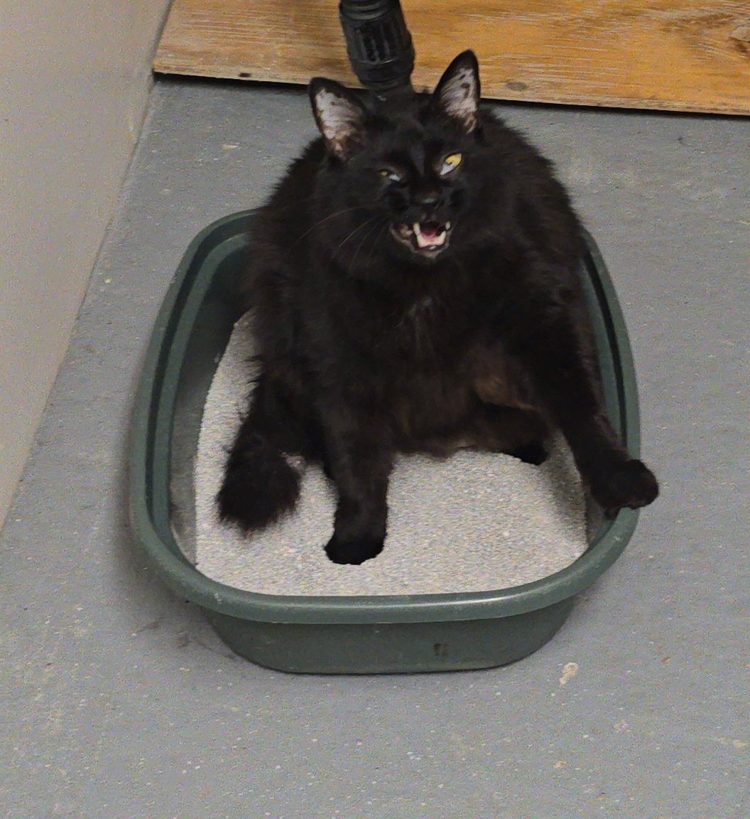 mvtilated's tweet photo. Big guy got some shots today and is turning 9 on Thursday. https://t.co/RpExdltZTd