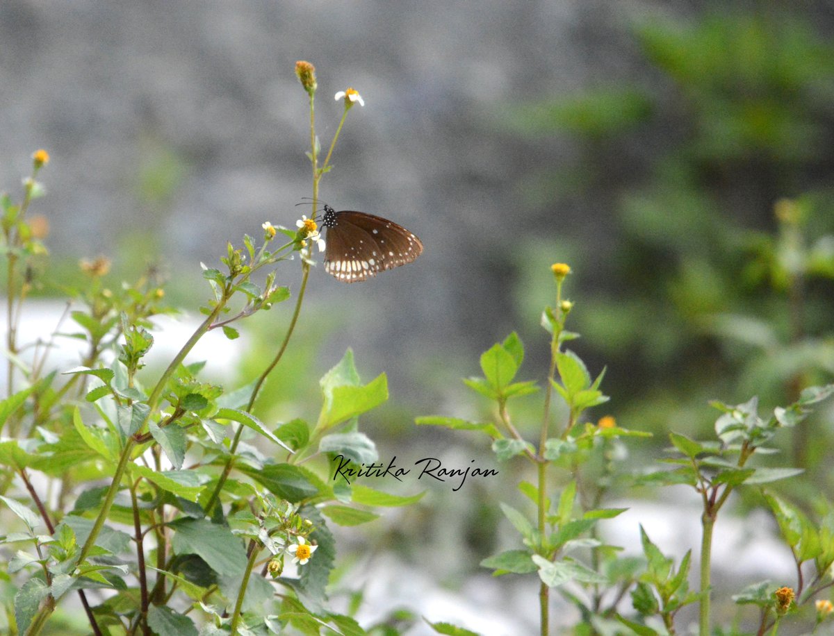 KritikaRanjan6's tweet photo. Common Crow
#TitliTuesday #butterfly #Uttarakhand #Patkote @IndiAves @Theme_pic_India #Tuesday #nature #naturephotography #naturewalk #CommonCrow https://t.co/TqNsL0vnKV