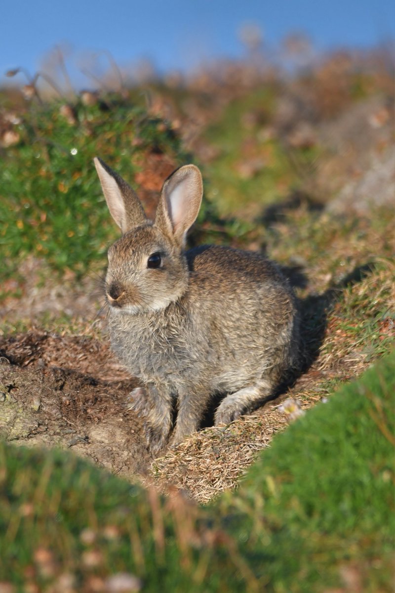 nealesmithworld's tweet photo. Rabbit 
Bude Cornwall 〓〓
#Bude #Cornwall 
#Rabbit https://t.co/NRPOUF0FKU