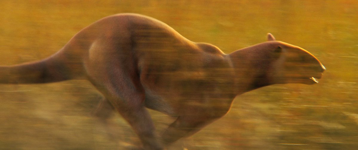 raftingzalmoxes's tweet photo. 🚨CONFIRMED: PLATYBELODON AND PHENACODUS WILL BE FEATURED IN #EvolutionWithChrisPackham. https://t.co/UODHHdz3Tw