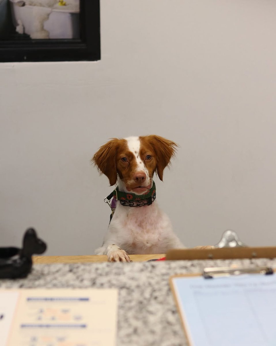 resort4paws's tweet photo. We have a new employee behind the counter! How do you think they will do?

Are you in the Kentuckiana Area? Let us be your pet's home away from home. Book now at the link in our bio! #LouisvillePetCare #DoggyDaycare #DogsOfInstagram #HappyDogs #ClarksvilleIN https://t.co/Wzpd5pFMyj