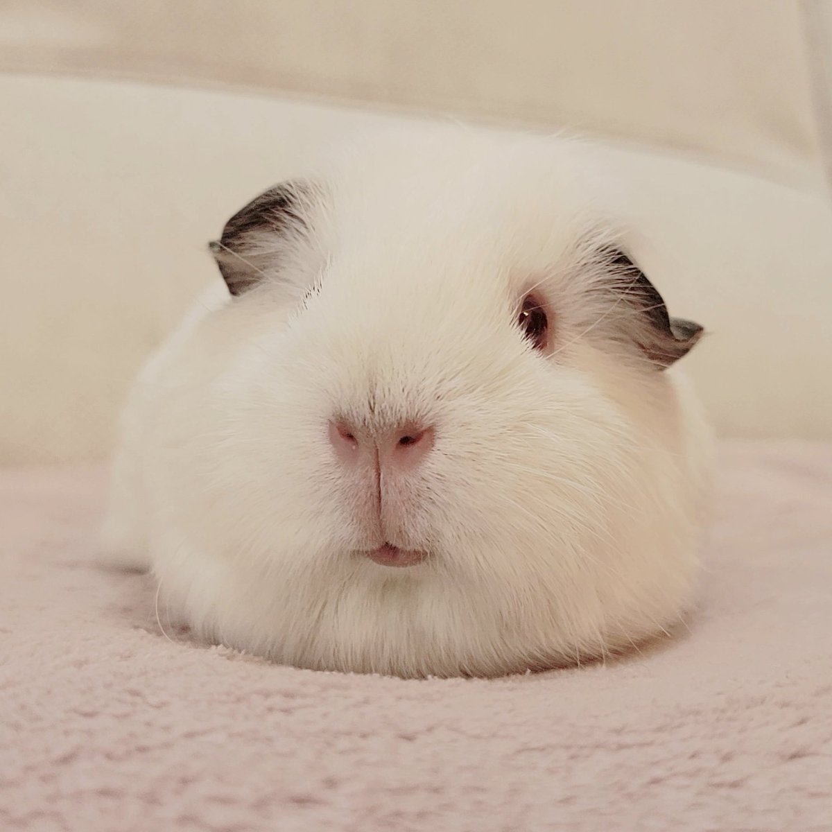 mohumohucafe_'s tweet photo. ニッコリおすふ https://t.co/7VttHXekjo