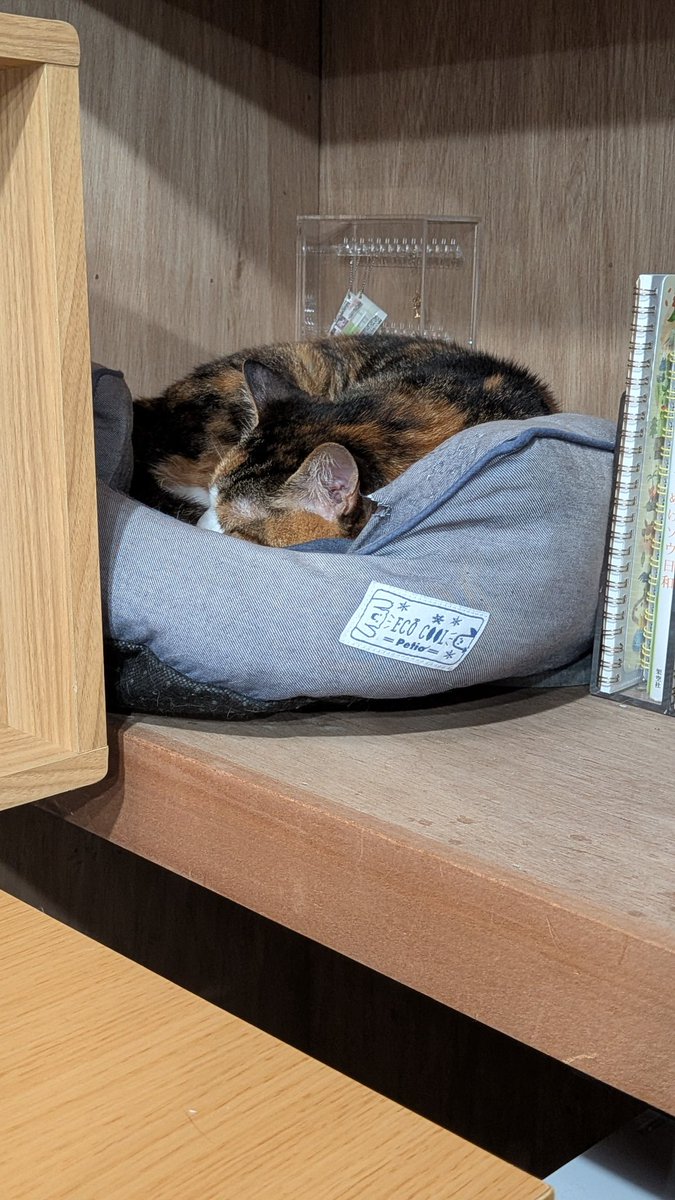 motikiro2's tweet photo. 「ぽわげがかじらないように私がちゃんと見張る」って条件で猫ベッド置いた https://t.co/ERwLu36ipf