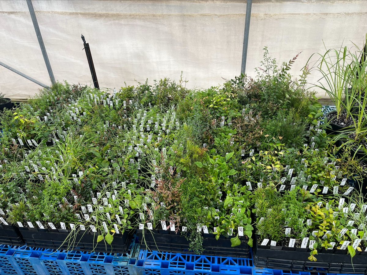 MuruMittigar's tweet photo. Here’s a sneak peek at some of the bush tucker plants we’ll have available at this week’s NAIDOC events!

Join us on Thursday at Bella Vista Farm and Friday at Jamison Park, Penrith. 

#NAIDOCWeek2026 #BushTucker #ConnectionToCountry #MuruMittigar #CultureCountryCommunity https://t.co/BtfyWSvvTH