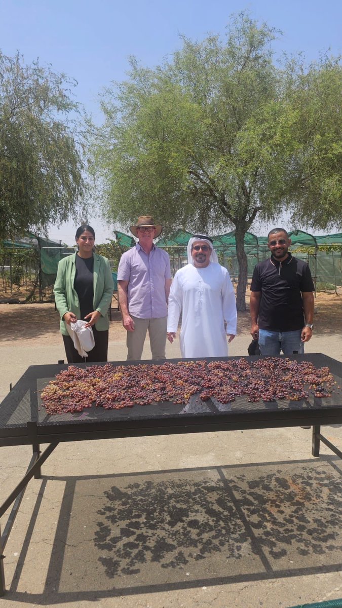 KCGEB1's tweet photo. From UAE-grown grapes to sun-dried raisins!
Proud to share this milestone, made possible through the vision of Prof. Khaled Amiri, guidance of Prof. Kobus Hunter, and the dedicated efforts of Dr. Sonu and Mr. Ahmed.
A promising step for sustainable viticulture in the UAE . https://t.co/YqLg9sdumf