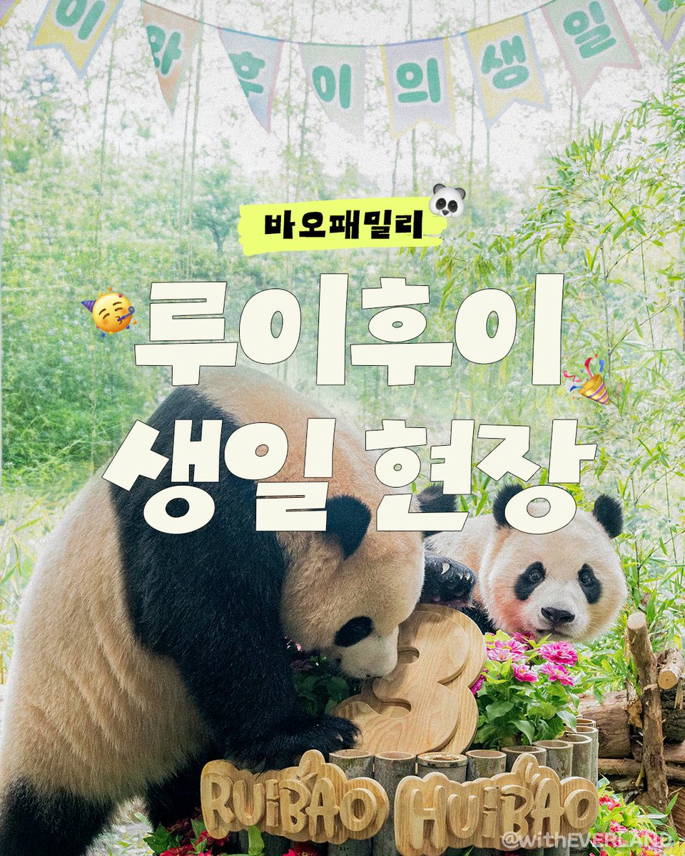 withEverland's tweet photo. 루이야 후이야 생일축하해🎂

임오삼툔들의 사랑과 축하로 가득찬
루이와 후이의 생일파티 현장💜🩷

앞으로도 루이후이의 빛나는 순간들을 함께 응원해 주세요🐼 https://t.co/G1MvttXK9F