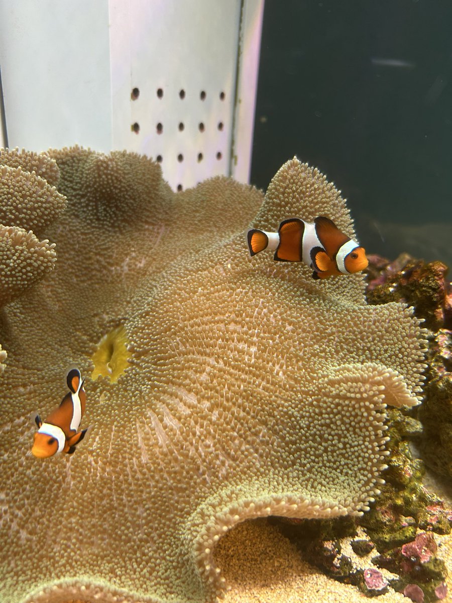 bell_5869's tweet photo. 🐟✨ https://t.co/hfMT5rgMC0