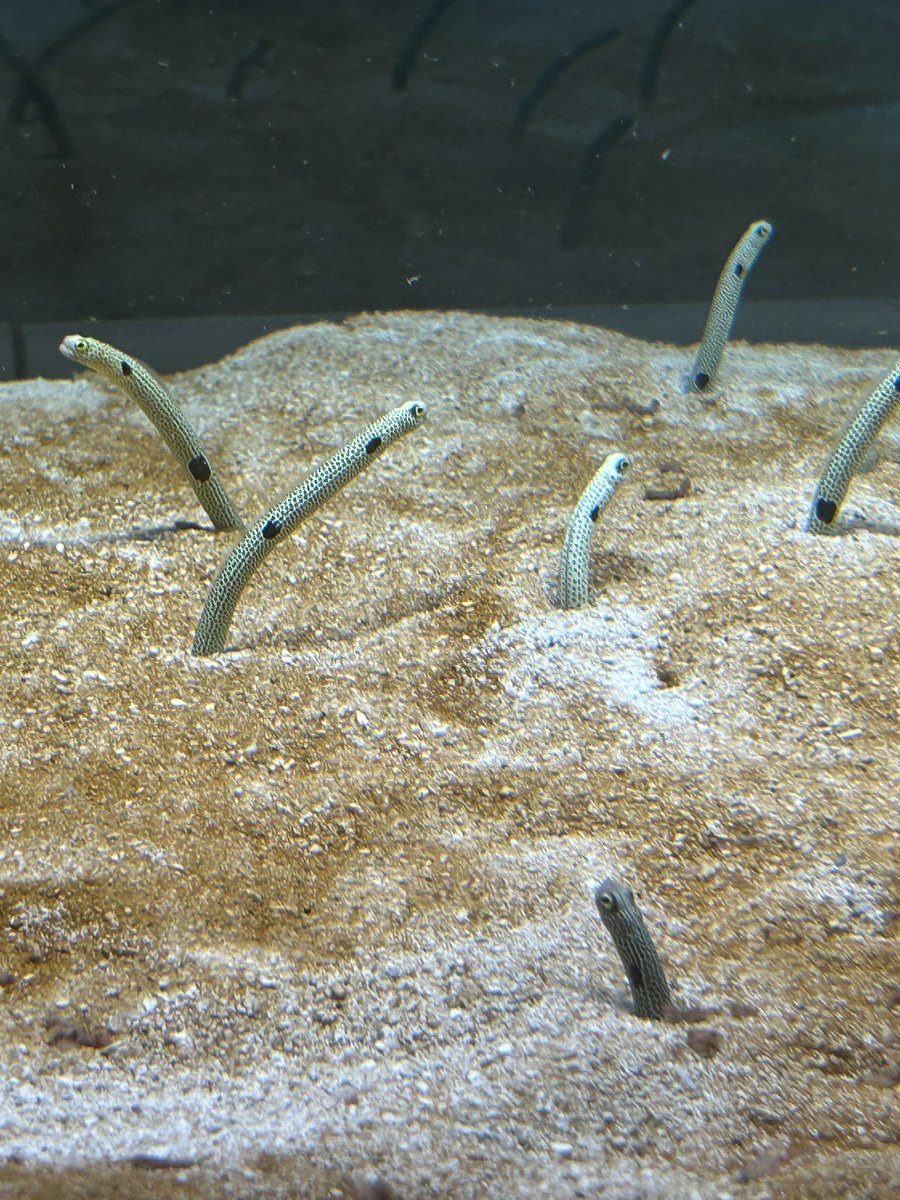 bell_5869's tweet photo. 🐟✨ https://t.co/hfMT5rgMC0