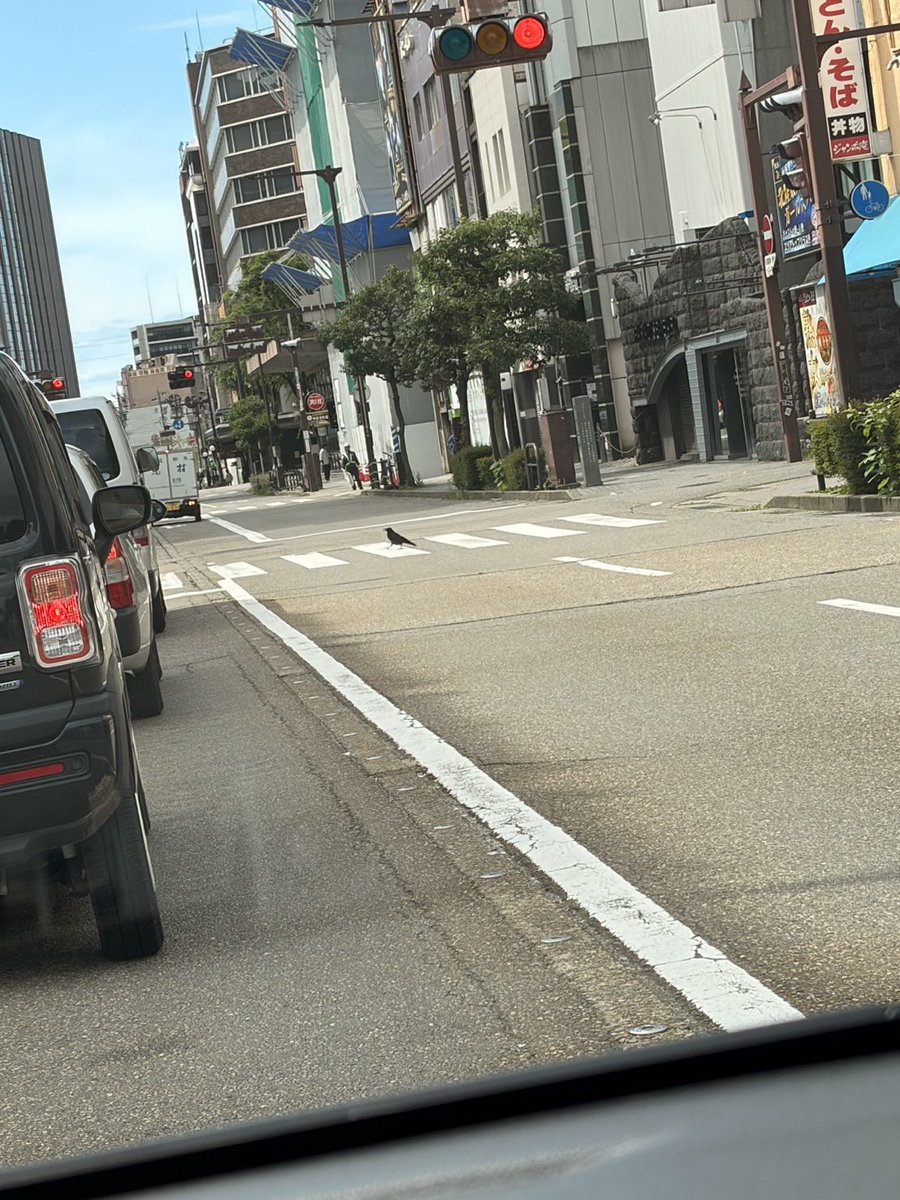 Baju_00's tweet photo. 信号を守るカラス見つけた https://t.co/a7Pa1sEltR